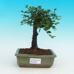 Pokojová bonsai -Malolistý jilm - P216636