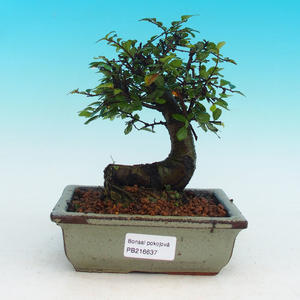 Pokojová bonsai -Malolistý jilm - P216637