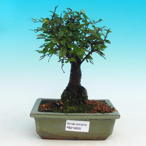Pokojová bonsai -Malolistý jilm - P216638