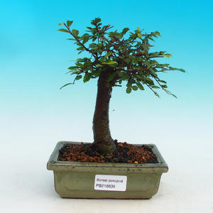 Pokojová bonsai -Malolistý jilm - P216639