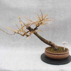 Venkovní bonsai -Modřín opadavý - Larix decidua