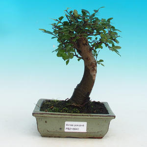 Pokojová bonsai -Malolistý jilm - P216640