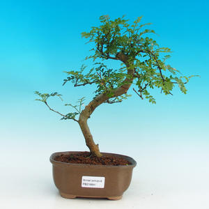 Pokojová bonsai - Pepřovník PB216641