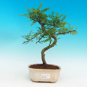 Pokojová bonsai - Pepřovník PB216644