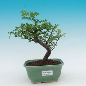 Pokojová bonsai - Pepřovník PB216645