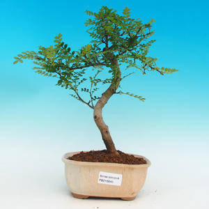 Pokojová bonsai - Pepřovník PB216646