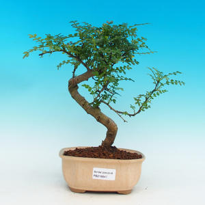 Pokojová bonsai - Pepřovník PB216647