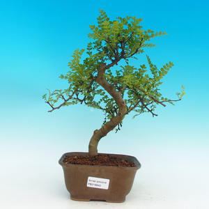 Pokojová bonsai - Pepřovník PB216649