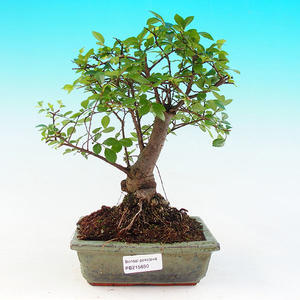 Pokojová bonsai -Malolistý jilm - P215650