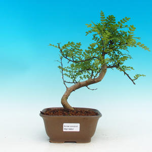 Pokojová bonsai - Pepřovník PB216652