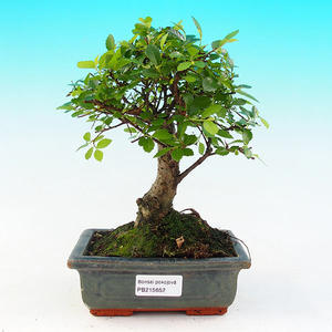 Pokojová bonsai -Malolistý jilm - P215652