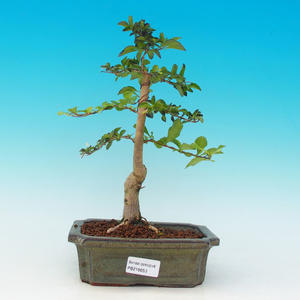 Pokojová bonsai - Duranta PB216653