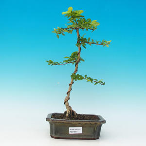 Pokojová bonsai - Duranta PB216654