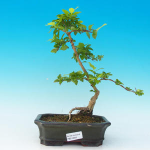 Pokojová bonsai - Duranta PB216656