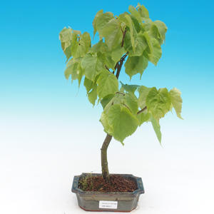 Pokojová bonsai - Carmona macrophylla - čaj fuki