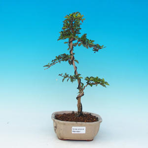 Pokojová bonsai - Duranta PB216657