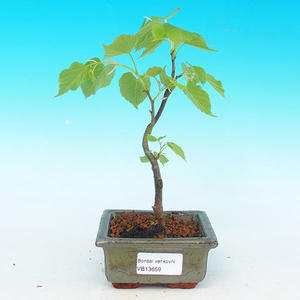 Pokojová bonsai - Sagerécie čajová PB215659