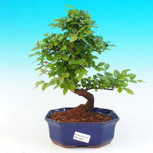 Pokojová bonsai - Sagerécie čajová PB215660