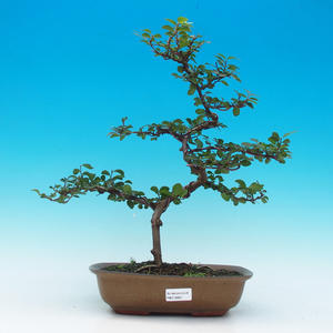 Pokojová bonsai Hvězdice levandulová PB21661