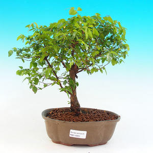 Pokojová bonsai - Sagerécie čajová PB215661