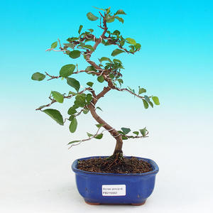 Pokojová bonsai Hv6zdice levandulová PB215662