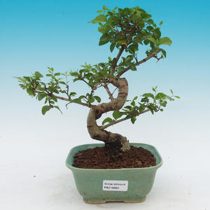 Pokojová bonsai Hvězdice levandulová PB21664