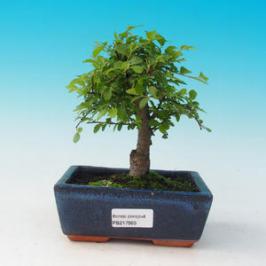 Pokojová bonsai Hvězdice levandulová PB21665