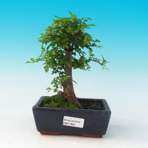 Pokojová bonsai Syzygium -Pimentovník PB216666