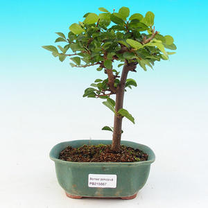 Pokojová bonsai Hv6zdice levandulová PB215667