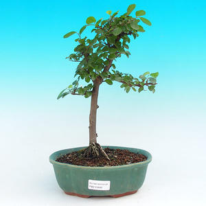 Pokojová bonsai Hvězdice lavandulová PB215669