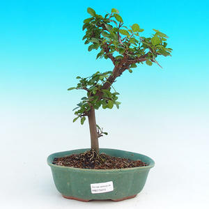 Pokojová bonsai Hvězdice lavandulová PB215670