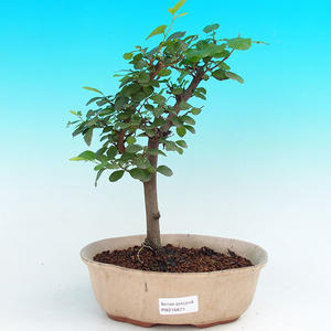 Pokojová bonsai Hvězdice lavandulová PB215671