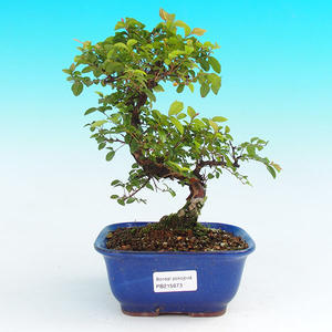 Pokojová bonsai - Sagerécie čajová PB215673