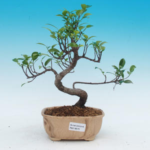 Pokojová bonsai -Malolistý jilm - P216675