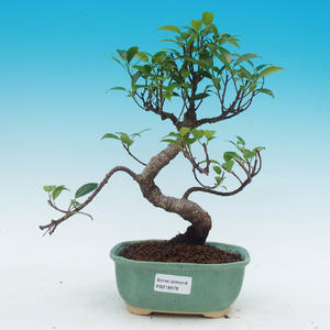 Pokojová bonsai - malolistý fíkus