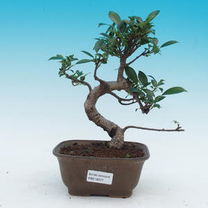 Pokojová bonsai -Malolistý jilm - P216677