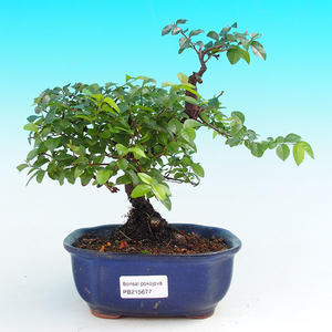 Pokojová bonsai - Sagerécie čajová PB215677