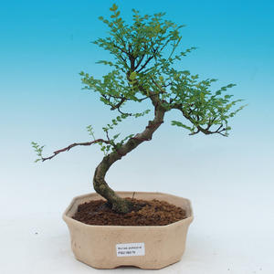 Pokojová bonsai Hvězdice levandulová PB216679