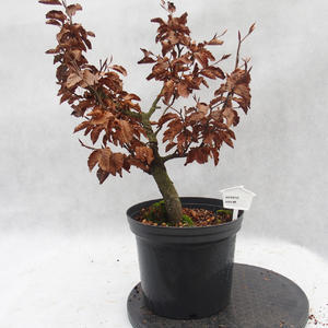Venkovní bonsai -Buk lesní - Fagus sylvatica