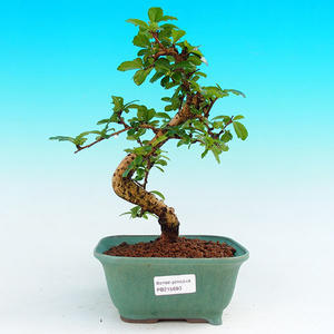 Pokojová bonsai - Carmona macrophylla PB215680