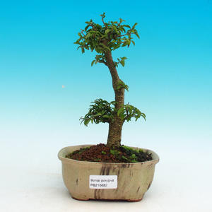 Pokojová bonsai - Barbdorská třešeň PB216682