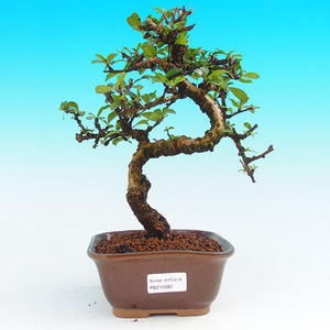 Pokojová bonsai - Carmona macrophylla PB215682