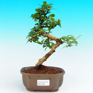 Pokojová bonsai - Carmona macrophylla PB215684