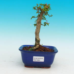 Pokojová bonsai - Barbdorská třešeň PB216685