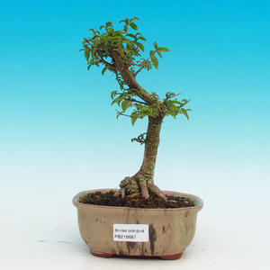 Pokojová bonsai - Barbdorská třešeň PB216687