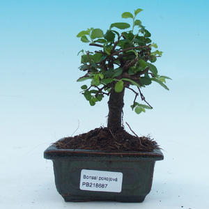 Pokojová bonsai - Ulmus Parvifolia - Malolistý jilm