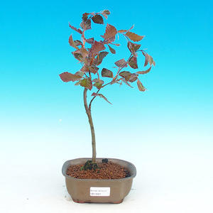 Pokojová bonsai - Carmona macrophylla PB215687