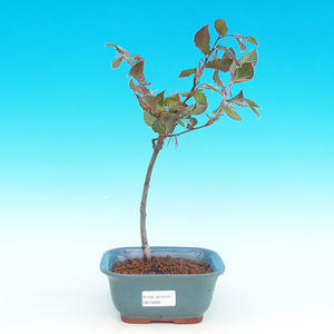 Pokojová bonsai - Carmona macrophylla PB215688