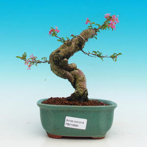 Pokojová bonsai - Barbdorská třešeň PB216689