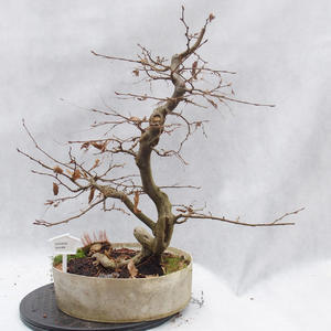 Venkovní bonsai -Habr obecný - Carpinus carpinoides